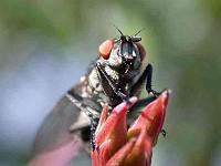 Graue Fleischfliegen (Sarcophaga carnaria) 09